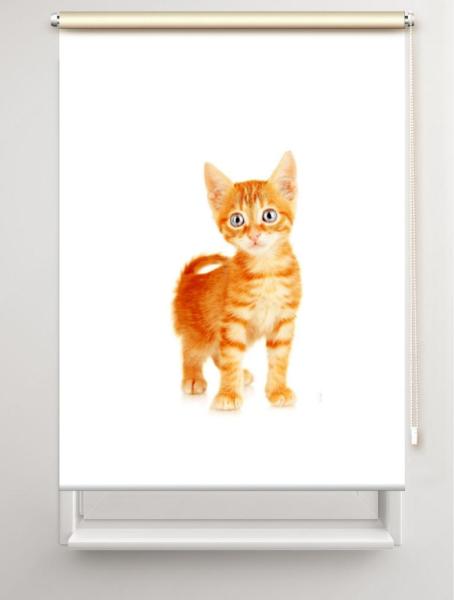 Rollo Bella Katzenbaby, Rollo, Motivrollo, Rollo mit Druck, Fotorollo, bedrucktes Rollo, Fensterrollo,verdunkelndes Rollo, Sonnenschutz Rollo